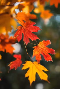 Autumn's Palette Autumn's Palette