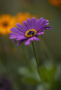 Purple Daisy Purple Daisy