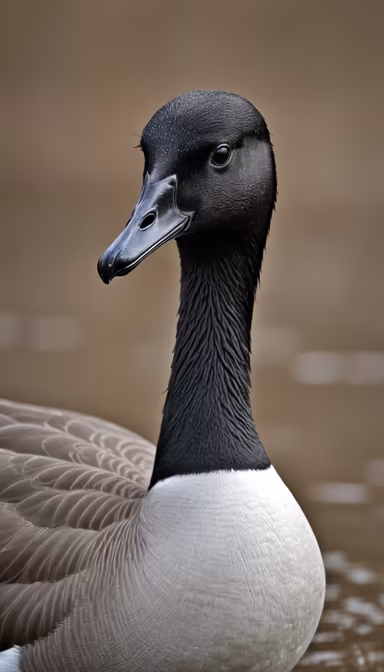 Goose Portrait Goose Portrait