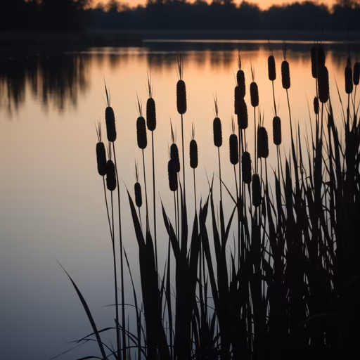 Evening Reeds