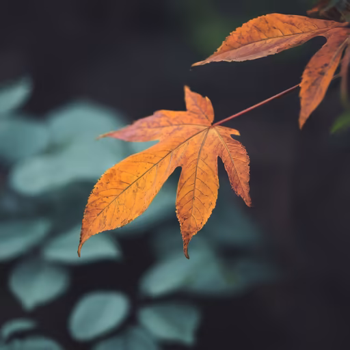 Autumn's Touch