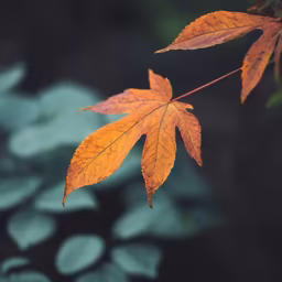 Autumn's Touch Autumn's Touch