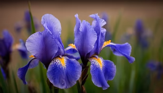 Iris in Bloom Iris in Bloom