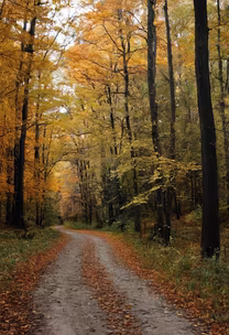 Autumn Trail