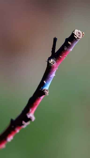 Winter Branch Winter Branch