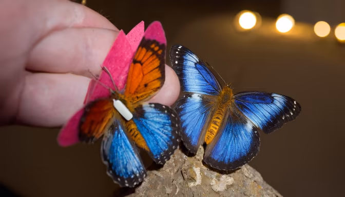 Butterfly Duo