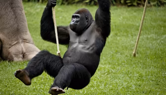 King of the Swing King of the Swing