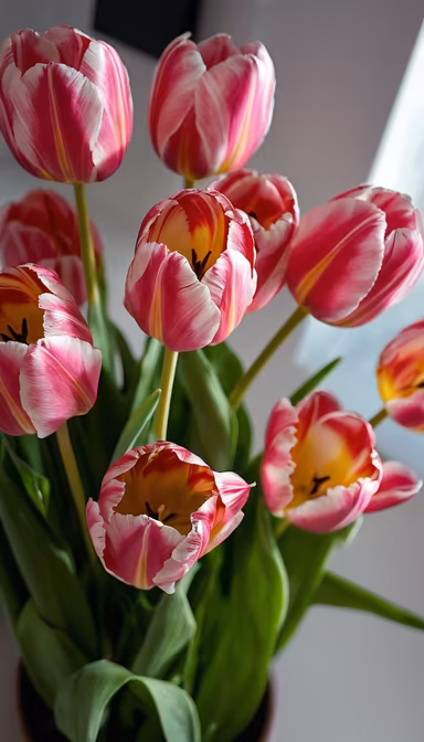 Tulip Bouquet Tulip Bouquet