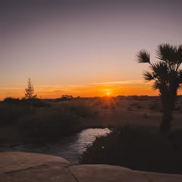 Desert Oasis