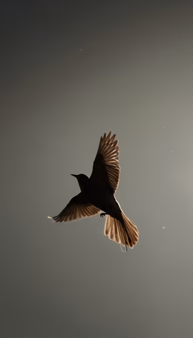 Soaring High Soaring High