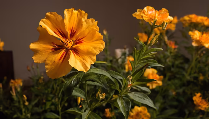 Golden Hour Blooms