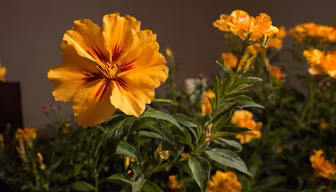 Golden Hour Blooms Golden Hour Blooms