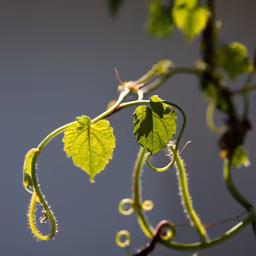 Grapevine Tendrils Grapevine Tendrils
