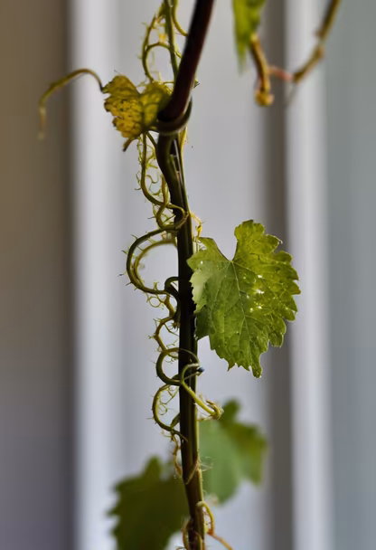 Vine Growth Vine Growth
