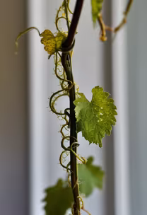 Vine Growth Vine Growth