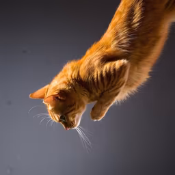 Ginger Cat Leap Ginger Cat Leap