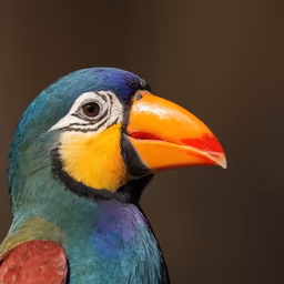 Colorful Beak Colorful Beak