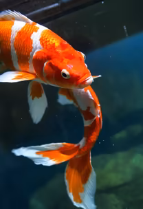 Koi Harmony
