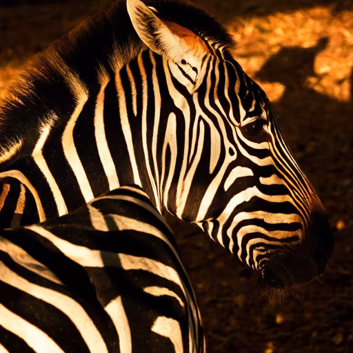 Striking Stripes