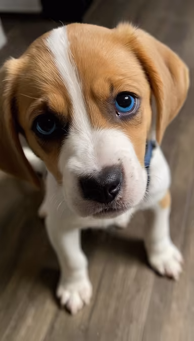 Puppy Eyes Puppy Eyes