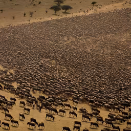 The Great Migration