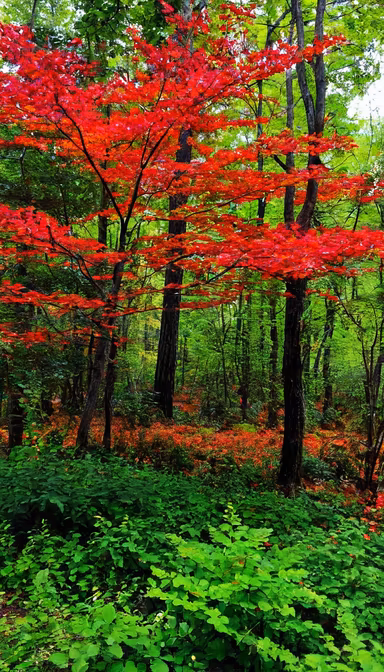 Autumn's Embrace