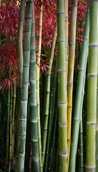 Bamboo Forest