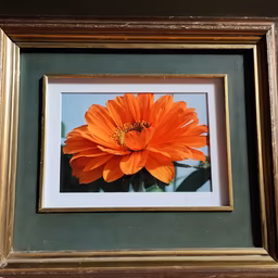 Orange Bloom Orange Bloom