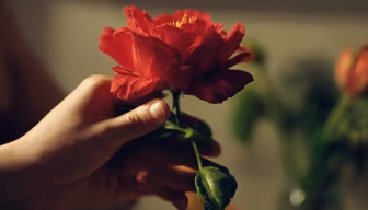 Crimson Bloom Crimson Bloom