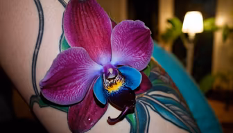 Orchid Bloom Orchid Bloom