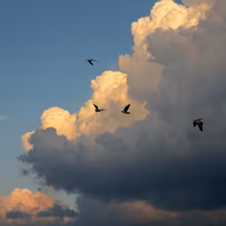 Skyward Skyward