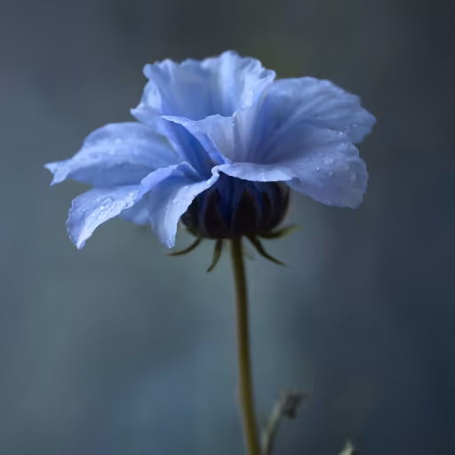 Blue Poppy
