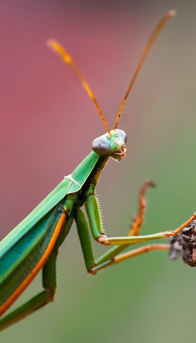Praying Mantis Praying Mantis