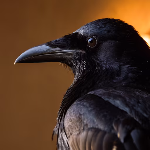Raven's Gaze