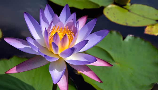 Water Lily Bloom