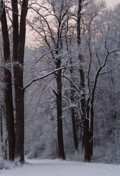 Winter's Embrace Winter's Embrace