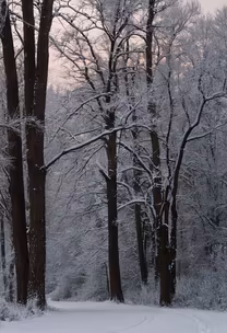 Winter's Embrace Winter's Embrace