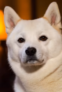 Serene Shiba Serene Shiba