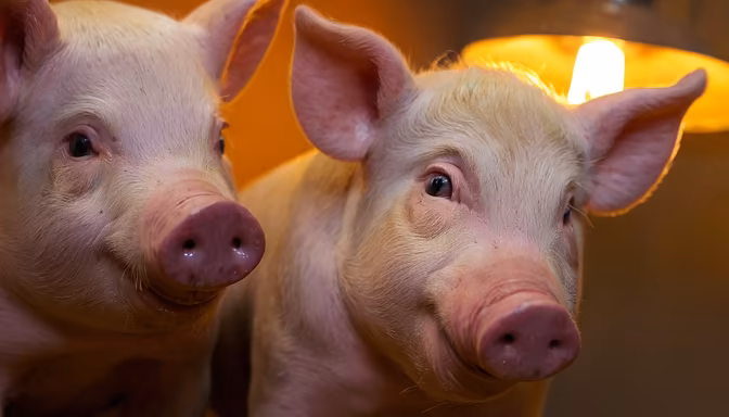 Meet the Piglets