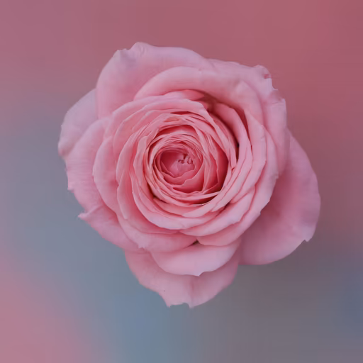 Pink Perfection