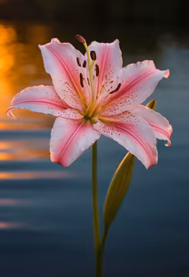 Pink Lily Pink Lily