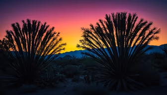 Desert Twilight Desert Twilight