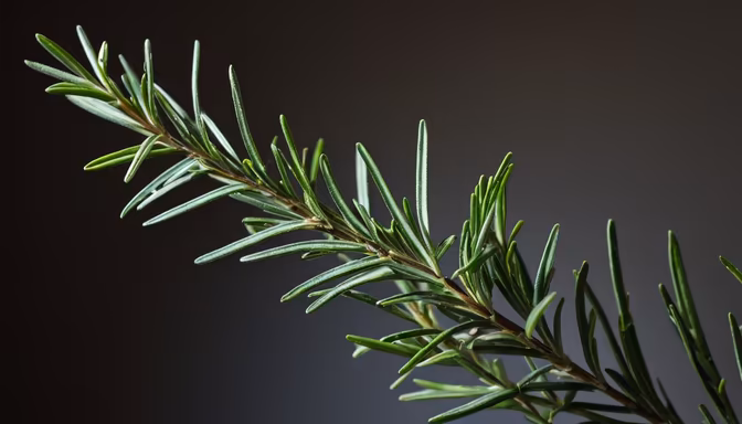 Rosemary Sprig