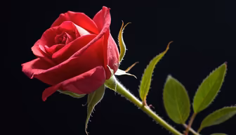 Crimson Beauty Crimson Beauty