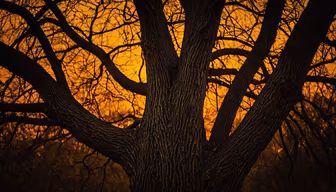 Golden Hour Tree Golden Hour Tree