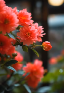 Coral Charm