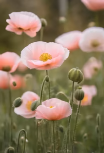 Pink Poppies Pink Poppies