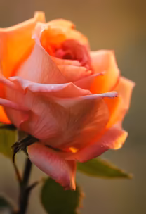 Rose in Bloom Rose in Bloom