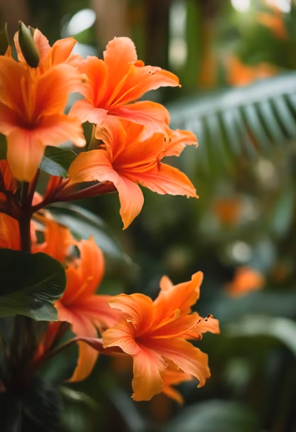 Tropical Bloom