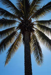 Palm Tree Majesty Palm Tree Majesty